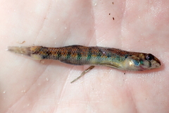 Etheostoma stigmaeum
