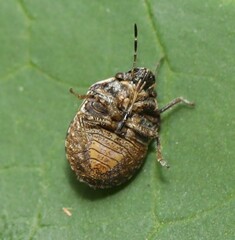 Homaemus aeneifrons