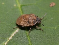 Homaemus aeneifrons