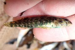 Etheostoma lynceum