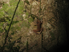 Pristimantis fenestratus