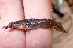 Noturus leptacanthus