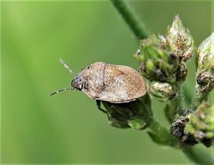 Homaemus aeneifrons
