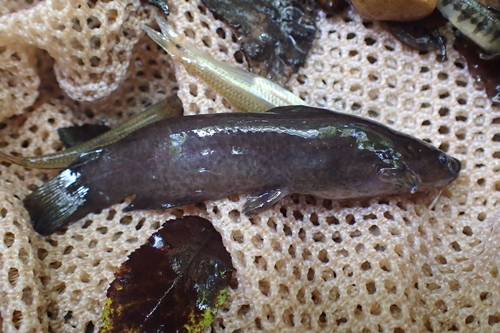 Black Madtom