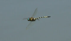 Macromia pacifica