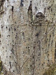 Alniphagus aspericollis