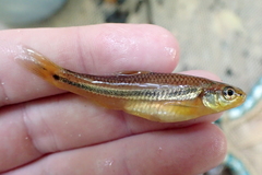 Notropis baileyi
