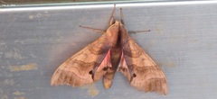 Marumba gaschkewitschii