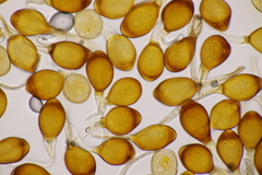 Uromyces viciae-fabae