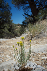 Chrysothamnus viscidiflorus puberulus