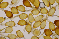 Uromyces viciae-fabae