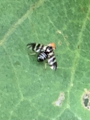Rhagoletis striatella
