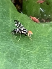 Rhagoletis striatella