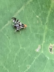 Rhagoletis striatella