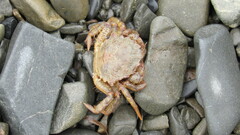 Telmessus cheiragonus