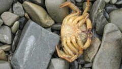 Telmessus cheiragonus