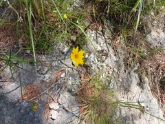 Coreopsis grandiflora inclinata
