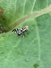 Rhagoletis striatella
