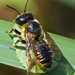 Megachile inermis - Photo (c) Denis Doucet, μερικά δικαιώματα διατηρούνται (CC BY-NC), uploaded by Denis Doucet