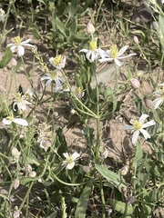 Clematis songorica