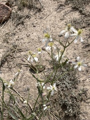Clematis songorica