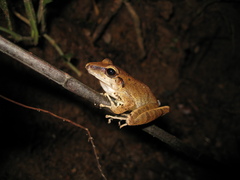 Pristimantis fenestratus