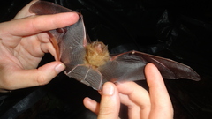 Thyroptera discifera