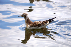 Chroicocephalus ridibundus