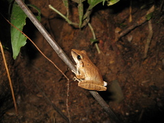 Pristimantis fenestratus
