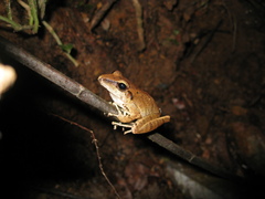 Pristimantis fenestratus