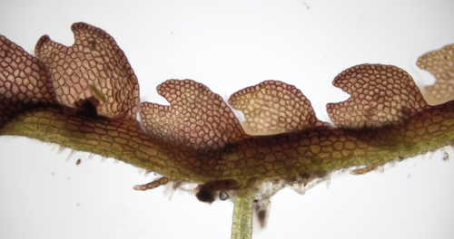 Odontoschisma fluitans