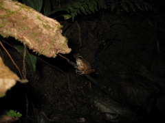 Pristimantis fenestratus