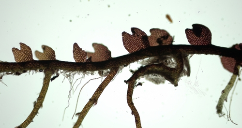 Odontoschisma fluitans