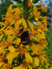 Bombus