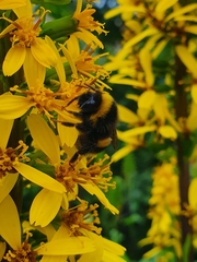 Bombus