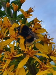 Bombus