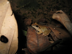 Pristimantis fenestratus