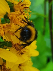 Bombus