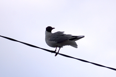 Chroicocephalus ridibundus