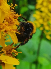 Bombus