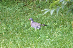 Columba palumbus