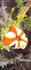 Jamesbrittenia albomarginata