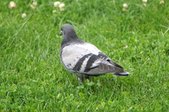 Columba livia domestica
