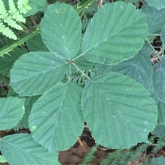 Rubus errabundus