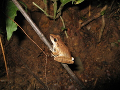 Pristimantis fenestratus