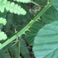 Rubus errabundus