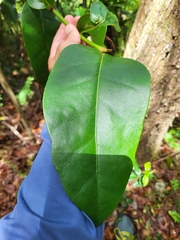 Coccoloba costata