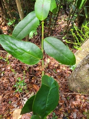 Coccoloba costata