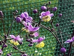 Thalictrum sparsiflorum