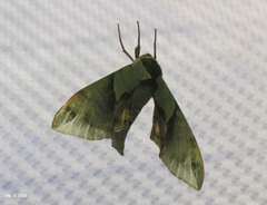 Callambulyx tatarinovii